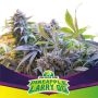 Pineapple Larry OG Marijuana Strain by Bigger Stronger Faster For Sale Online at Cannabis Seeds Outlet