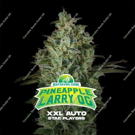 Pineapple Larry OG XL Auto Marijuana Strain by Bigger Stronger Faster For Sale Online at Cannabis Seeds Outlet
