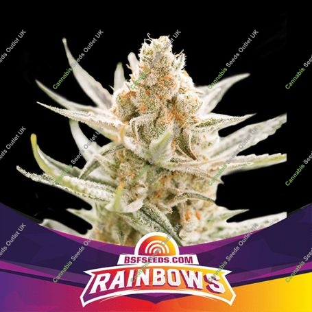 Rainbows Marijuana Strain by Bigger Stronger Faster For Sale Online at Cannabis Seeds Outlet
