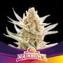 Rainbows Marijuana Strain by Bigger Stronger Faster For Sale Online at Cannabis Seeds Outlet