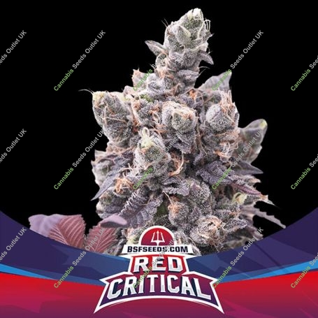 Red Critical Auto Marijuana Strain by Bigger Stronger Faster For Sale Online at Cannabis Seeds Outlet