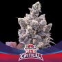 Red Critical Auto Marijuana Strain by Bigger Stronger Faster For Sale Online at Cannabis Seeds Outlet