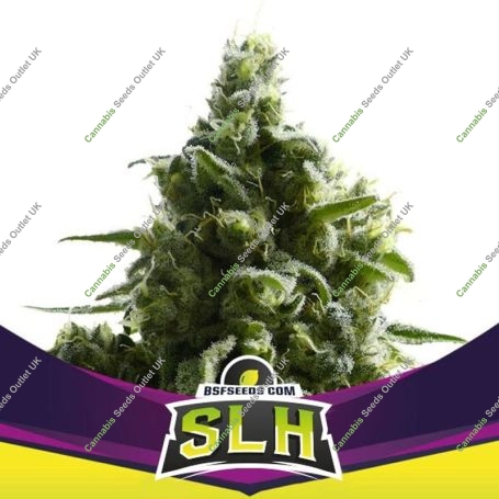 SLH Marijuana Strain by Bigger Stronger Faster For Sale Online at Cannabis Seeds Outlet