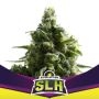 SLH Marijuana Strain by Bigger Stronger Faster For Sale Online at Cannabis Seeds Outlet