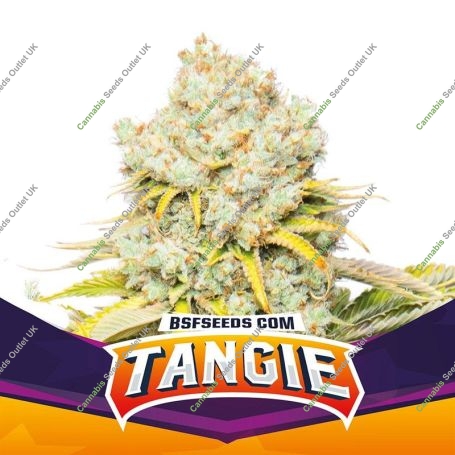 Tangie Marijuana Strain by Bigger Stronger Faster For Sale Online at Cannabis Seeds Outlet