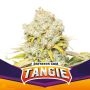 Tangie Marijuana Strain by Bigger Stronger Faster For Sale Online at Cannabis Seeds Outlet