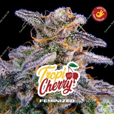 Tropicherry Marijuana Strain by Bigger Stronger Faster For Sale Online at Cannabis Seeds Outlet
