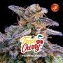 Tropicherry Marijuana Strain by Bigger Stronger Faster For Sale Online at Cannabis Seeds Outlet