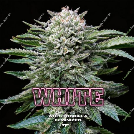 White Gorilla Marijuana Strain by Bigger Stronger Faster For Sale Online at Cannabis Seeds Outlet