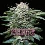 White Gorilla Marijuana Strain by Bigger Stronger Faster For Sale Online at Cannabis Seeds Outlet