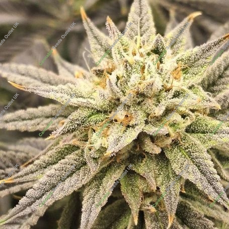 Jelly Donutz Auto strain Marijuana Strain by Double Seeds For Sale Online at Cannabis Seeds Outlet