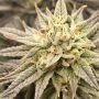 Jelly Donutz Auto strain Marijuana Strain by Double Seeds For Sale Online at Cannabis Seeds Outlet