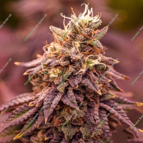 Berry Moonrocks XL strain Marijuana Strain by Double Seeds For Sale Online at Cannabis Seeds Outlet