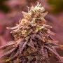 Berry Moonrocks XL strain Marijuana Strain by Double Seeds For Sale Online at Cannabis Seeds Outlet