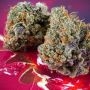 Dutch Passion Strawberry Soda Auto Smoke Buds Weed Ganja Skunk Dope Pot Images Pics Nuggets