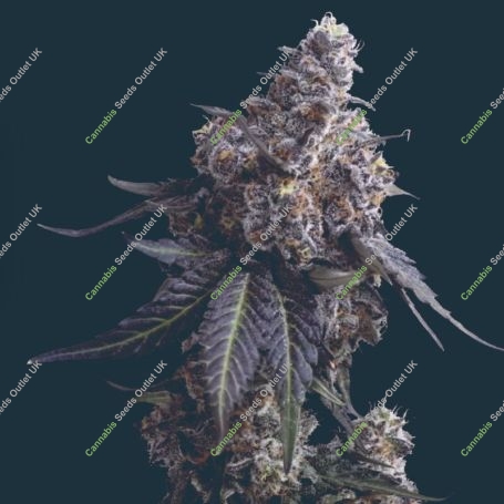 Apples n Bananas Marijuana Strain by Mavericks Genetics For Sale Online at Cannabis Seeds Outlet