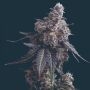 Apples n Bananas Marijuana Strain by Mavericks Genetics For Sale Online at Cannabis Seeds Outlet