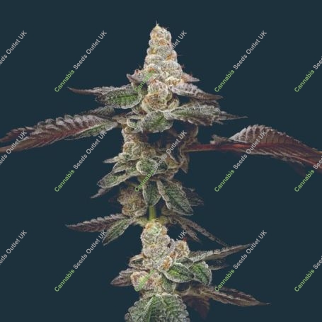 Biscotti Feminized Marijuana Strain by Mavericks Genetics For Sale Online at Cannabis Seeds Outlet