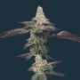 Biscotti Feminized Marijuana Strain by Mavericks Genetics For Sale Online at Cannabis Seeds Outlet
