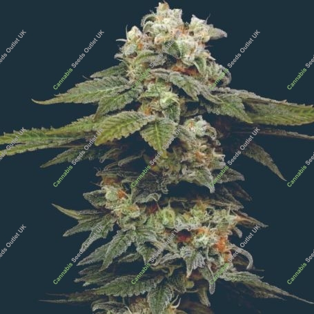 Black Magic Auto Marijuana Strain by Mavericks Genetics For Sale Online at Cannabis Seeds Outlet