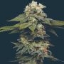 Black Magic Auto Marijuana Strain by Mavericks Genetics For Sale Online at Cannabis Seeds Outlet