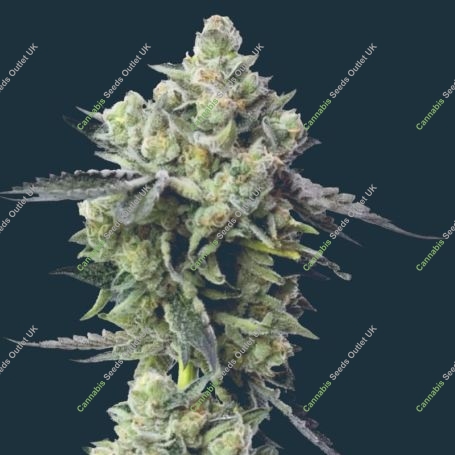 Blue Zushi Feminized Marijuana Strain by Mavericks Genetics For Sale Online at Cannabis Seeds Outlet