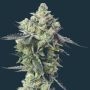 Blue Zushi Feminized Marijuana Strain by Mavericks Genetics For Sale Online at Cannabis Seeds Outlet