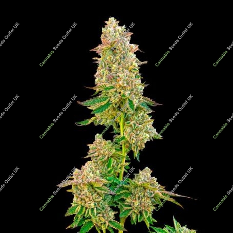 Boston Cream Pie Marijuana Strain by Mavericks Genetics For Sale Online at Cannabis Seeds Outlet