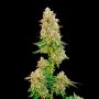 Boston Cream Pie Marijuana Strain by Mavericks Genetics For Sale Online at Cannabis Seeds Outlet