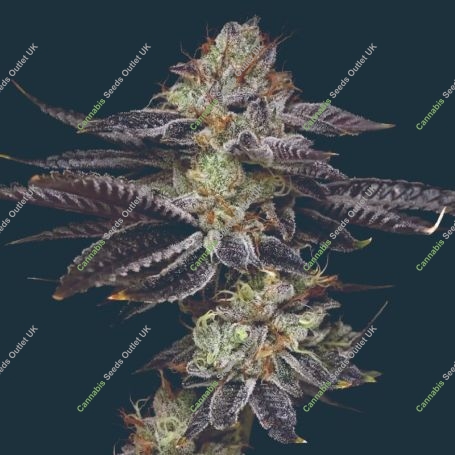 Candy Fumez Feminized Marijuana Strain by Mavericks Genetics For Sale Online at Cannabis Seeds Outlet