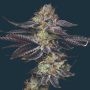 Candy Fumez Feminized Marijuana Strain by Mavericks Genetics For Sale Online at Cannabis Seeds Outlet
