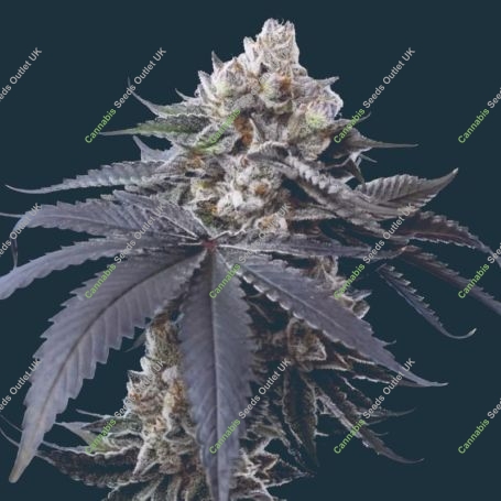 Cherry Runtz Feminized Marijuana Strain by Mavericks Genetics For Sale Online at Cannabis Seeds Outlet
