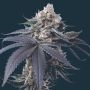 Cherry Runtz Feminized Marijuana Strain by Mavericks Genetics For Sale Online at Cannabis Seeds Outlet