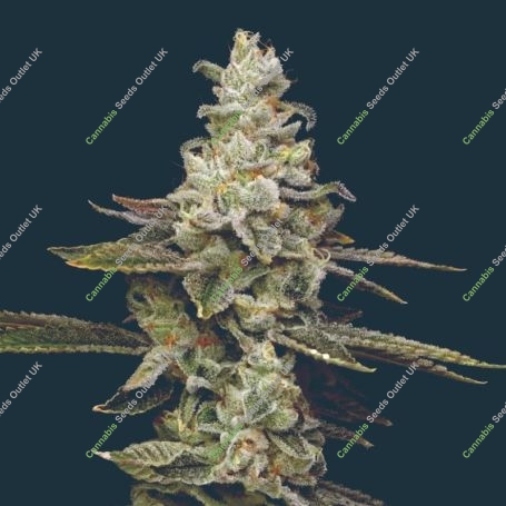 Citronella Sunrize Auto Marijuana Strain by Mavericks Genetics For Sale Online at Cannabis Seeds Outlet