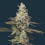 Citronella Sunrize Auto Marijuana Strain by Mavericks Genetics For Sale Online at Cannabis Seeds Outlet