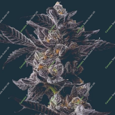 Cookies Gelato Auto Marijuana Strain by Mavericks Genetics For Sale Online at Cannabis Seeds Outlet