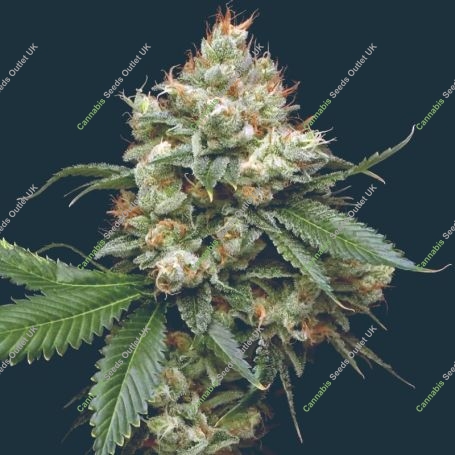 Donny Burger Feminized Marijuana Strain by Mavericks Genetics For Sale Online at Cannabis Seeds Outlet