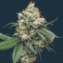 Donny Burger Feminized Marijuana Strain by Mavericks Genetics For Sale Online at Cannabis Seeds Outlet