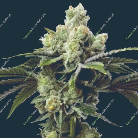 DoSiDos Feminized Marijuana Strain by Mavericks Genetics For Sale Online at Cannabis Seeds Outlet