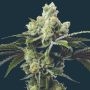 DoSiDos Feminized Marijuana Strain by Mavericks Genetics For Sale Online at Cannabis Seeds Outlet