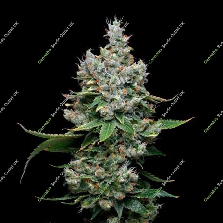 Funfetti Poundcake Marijuana Strain by Mavericks Genetics For Sale Online at Cannabis Seeds Outlet