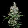 Funfetti Poundcake Marijuana Strain by Mavericks Genetics For Sale Online at Cannabis Seeds Outlet