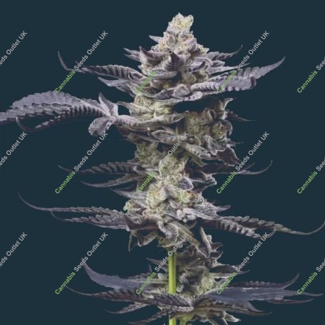 Gary Payton Feminized Marijuana Strain by Mavericks Genetics For Sale Online at Cannabis Seeds Outlet