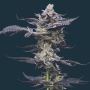 Gary Payton Feminized Marijuana Strain by Mavericks Genetics For Sale Online at Cannabis Seeds Outlet