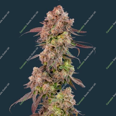Gas Face Auto Feminized Marijuana Strain by Mavericks Genetics For Sale Online at Cannabis Seeds Outlet