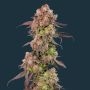 Gas Face Auto Feminized Marijuana Strain by Mavericks Genetics For Sale Online at Cannabis Seeds Outlet