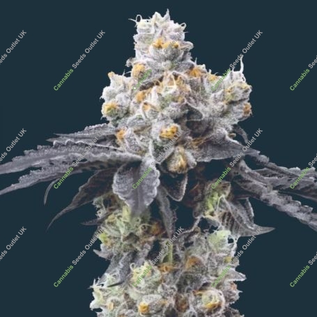 Gelato 33 Feminized Marijuana Strain by Mavericks Genetics For Sale Online at Cannabis Seeds Outlet