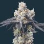 Gelato 33 Feminized Marijuana Strain by Mavericks Genetics For Sale Online at Cannabis Seeds Outlet
