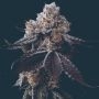 Gorilla Glue Feminized Marijuana Strain by Mavericks Genetics For Sale Online at Cannabis Seeds Outlet