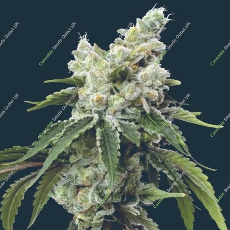 Grandiflora Guava Marijuana Strain by Mavericks Genetics For Sale Online at Cannabis Seeds Outlet